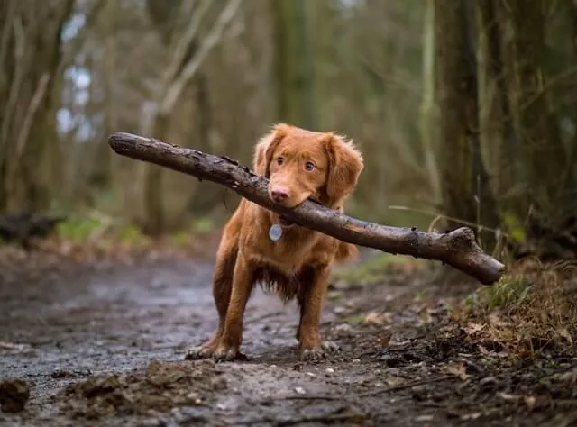 Glückliche Hunde spielen in einem Wiener Hundepark