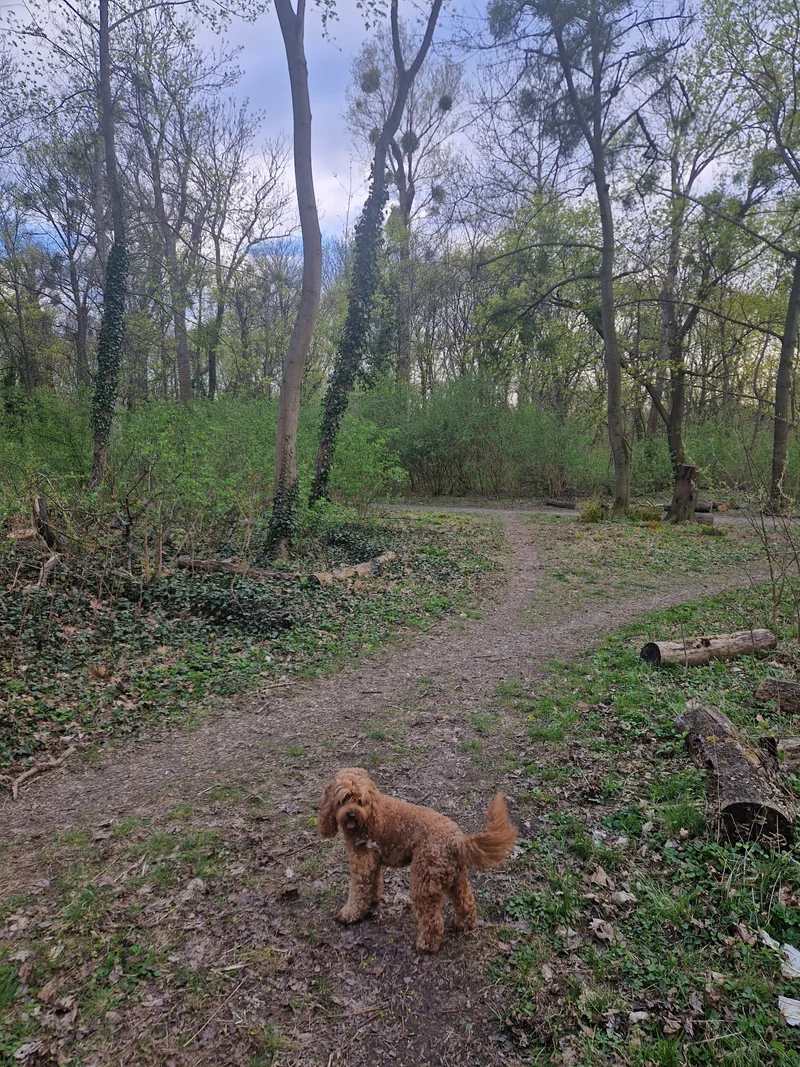 Prater - Pelzmais im 2. Leopoldstadt – Auslaufbereich (Foto 3)