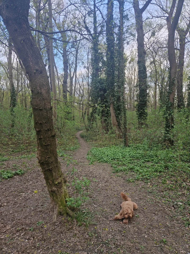 Prater - Pelzmais im 2. Leopoldstadt – Gelände (Foto 5)