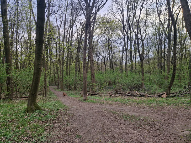 Prater - Rustenschacher im 2. Leopoldstadt – Hundewiese (Foto 2)