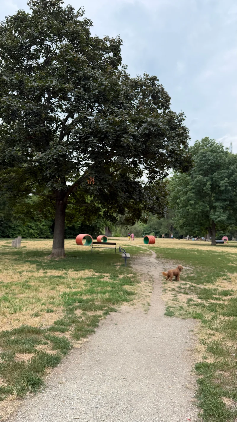 Ferdinand-Kaufmann-Platz im 21. Floridsdorf – Hundewiese (Foto 2)