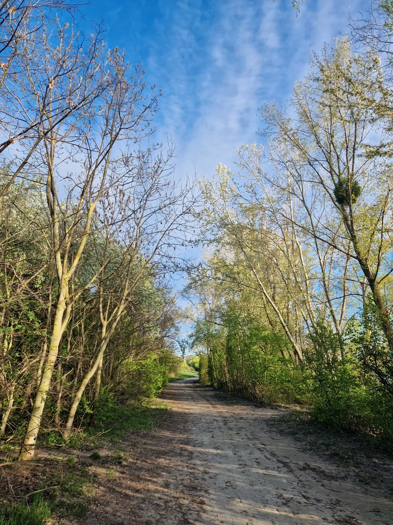 Hundeauslaufplatz Donauinsel Nord (MA45) im 21. Floridsdorf – Überblick (Foto 6)