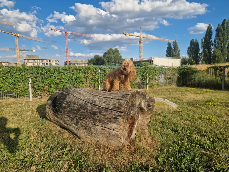 Madame-d'Ora-Park im 22. Donaustadt – Gelände (Foto 5)