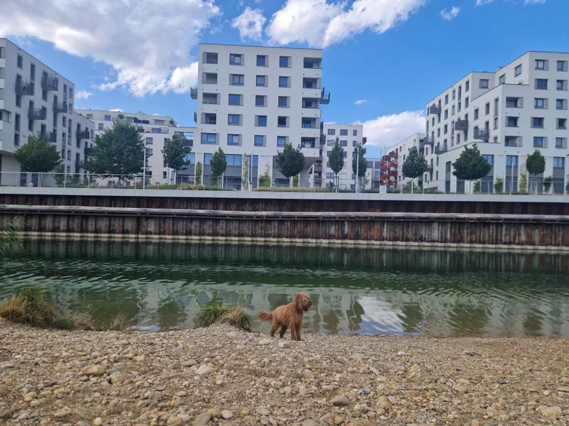 Seepark im 22. Donaustadt – Hundezone (Foto 8)