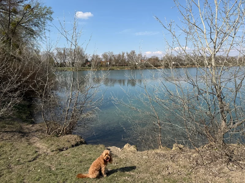 Teich Hirschstetten im 22. Donaustadt – Hundewiese (Foto 2)